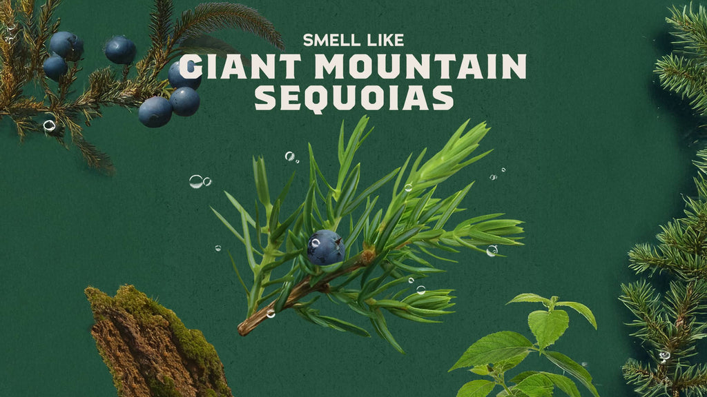 Scent inspiration imagery used on Dr. Squatch product pages